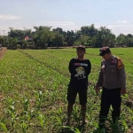 Petugas dari Polsek Tarik saat mendampingi petani.