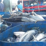 Hasil tangkapan nelayan berupa ikan cakalang.