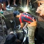 Petugas Damkar Kabupaten Kediri saat akan mengevakuasi sapi jantan yang terjebur Septictank. (Ist).