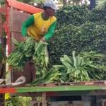 Seorang kuli sedang menaikkan tembakau ke atas truk. foto: AHMAD/ BANGSAONLINE