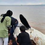 Peristiwa ditemukannya orca di perairan Banyuwangi ini merupakan kejadian yang tidak biasa.
