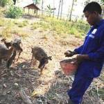 LUCU. Tampak salah satu petugas sedang memberi pakan kepada rusa yang ada di penangkaran. Foto: Eky Nurhadi/BANGSAONLINE