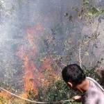 kebakaran hutan. Foto ilustrasi/detik.com
