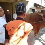 H Muhibbin Billah sedang menyerahkan Simental, sapi pemenang kontes yang berbobot 1.350 ton, kepada sang jagal yang didatangkan langsung dari petugas RPH Pegirikan Surabaya total sebanyak 10 orang. goto: YUDI A /BANGSAONLINE
