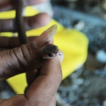 Salah satu anakan ular kobra yang berhasil ditangkap warga.