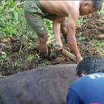 Evakuasi sapi yang terjebak di Dusun Nganten, Desa/Kecamatan Badas, Kabupaten Kediri. Foto: Ist
