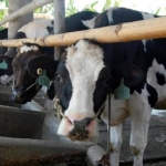 Produksi susu peternak sapi perah di Pasuruan belum bisa mencukupi kebutuhan perusahaan.