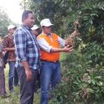 Wakil Ketua DPRD Gresik Nur Qolib didampingi Kades Pangkahwetan Syaifullah Mahdi saat melihat wisata agro di lahan seluas 3 hektar. foto: SYUHUD/ BANGSAONLINE