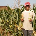 Aji Waseso. salah satu petani di Desa Dawung menunjukkan jagungnya yang dihabisi hama tikus.