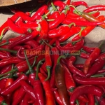 Harga cabai merah besar di Kota Surabaya mengalami lonjakan paling signifikan. Foto: Bangsaonline.