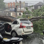 Mobil Toyota Avanza putih ringsek usai tertimpa pohon tumbang.