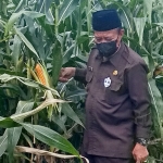 Bupati Fadeli saat melihat langsung tanaman jagung di Desa Banyubang, Kecamatan Solokuro. (foto: ist)
