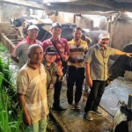 DPKP Pasuruan saat melakukan pencatatan atau recording laktasi kepada sapi perah yang memiliki produtivitas susu tinggi.