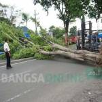 Sebuah forklift tampak berusaha menyingkirkan pohon dari tengah jalan. foto: rony suhartomo/ BANGSAONLINE