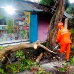 Petugas saat mengevakuasi pohon tumbang. Foto: Ist.