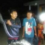 Pawang ular saat menjinakkan ular cobra dari permukiman warga. foto: ist