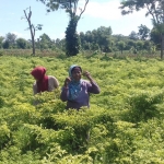 Para petani cabai di Probolinggo sedang panen. Mereka ketiban berkah dengan melonjaknya harga cabai.