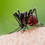 Ilustrasi nyamuk Aedes Aegypti.