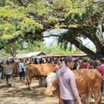 Suasana pasar hewan kurban di Pasar Kerek Tuban