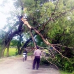 Diterpa angin kencang, pohon roboh. foto: ahmad/ BANGSAONLINE