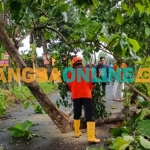 Petugas saat memangkas pohon tumbang. Foto: BANGSAONLINE
