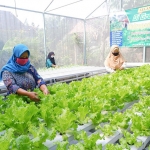 Petani hidroponik yang terdiri dari tiga ibu-ibu rumah tangga di Kelurahan Ngronggo. (foto: ist)