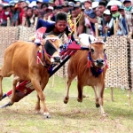 Sepasang sapi pacu sedang berlaga dalam area Kerapan Sapi di Madura. foto: Antara/ Saiful Bahri 