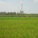 TIDAK SUBUR. Hamparan tanaman padi di sekitar lokasi pembakaran gas suar (flarring) Banyu Urip Blok Cepu tidak subur. Bahkan efek hawa panas, padi menguning dan mati. Foto: Eky Nurhadi/BANGSAONLINE