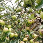 Kondisi buah apel yang terserang cacar buah. 
