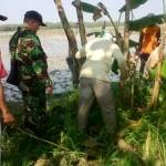 BURU. Warga dibantu TNI saat melakukan gropyok tikus di sawah Desa Gedungarum, Kecamatan Kanor, Bojonegoro, Kamis (11/6/2015) siang. Foto: Eky Nurhadi/BANGSAONLINE