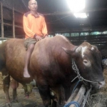 Kusnan menunggangi sapi seberat 1 ton 300 kwintal yang dipesan Gubernur Jatim, Pakde Karwo. foto: EKY NURHADI/ BANGSAONLINE