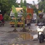 BIKIN KECELAKAAN: Sejumlah pohon pisang yang ditanam warga di ruas jalan yang kondisinya rusak parah. foto: soewandito/ BANGSAONLINE