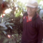 Diduga salah seorang penjarah kopi di kebun Ketajek.