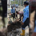 Penanaman pohon tabebuya yang dilakukan petugas dari DLH Kota Malang di Jalan Suhat.