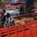 Sejumlah sopir truk pengangkut sapi memblokir Jalur Pantura Kabupaten Tuban. Mereka tak terima saat petugas menghentikan dan menilang para sopir truk pengangkut sapi di Pos Lalu Lintas Pakah Tuban. (foto: ist)