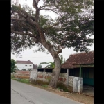 Penampakan pohon tua yang mengancam menimpa rumah warga.