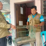 Kamid, Ketua TSBD Kalipang (kanan) saat menyerahkan seekor trenggiling satwa yang dilindungi kepada petugas BKSDA Jatim Seksi Konservasi Wilayah (SKW) I Kediri. Foto: Ist. 