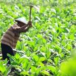 Salah satu petani tembakau di Kecamatan Kanor sedang merawat tanaman tembakaunya. foto: EKY NURHADI/ BANGSAONLINE