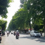 Pohon-pohon di jalur kabupaten tampak lebat.