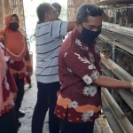 Peternak saat memberikan maggot pada unggas. (foto: ist)