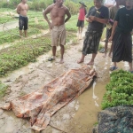 Korban ditutup kain jarik usai tersambar petir di ladang tembakau di Desa Jeruk Porot, Kecamatan Torjun, Kabupaten Sampang, Minggu (6/7/2025).