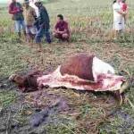 Bangkai sapi yang telah terpotong di sawah