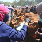 Gubernur Jawa Timur Khofifah Indar Parawansa saat meninjau pasar sapi Tanah Merah Bangkalan Madura, Sabtu (25/7/2020). foto: ist/ bangsaonline.com