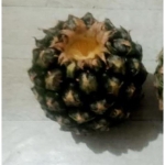 Nanas belum dikupas yang disajikan untuk menu MBG di sebuah sekolah di Lawang Malang. Foto: Ist./BO