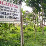 Salah seorang warga Kelurahan Buring, saat menunjukan aset Pemkot Malang, tempat Pohon Sengon yang ditebang oleh M Slamet Cs, Selasa (05/02). foto: IWAN IRAWAN/ BANGSAONLINE