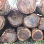 Kayu sonokeling.
