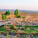 Jaringan pipa PT BAG tampak melintang di areal sawah dan JUT milik petani.