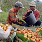 Petani saat sedang memanen tomat. (foto: antara)