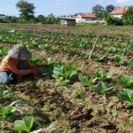 Petani tembakau di Kabupaten Pamekasan.