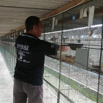 Toni Hartono saat memberi makan burung-burung perkututnya.